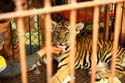 thai_07-06-29_205