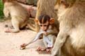 Apen in Lop Buri tempel. Monkey at temple