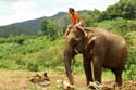 thai_07-07-08_504