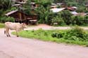 thai_07-07-09_553